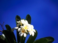 flower.jpg